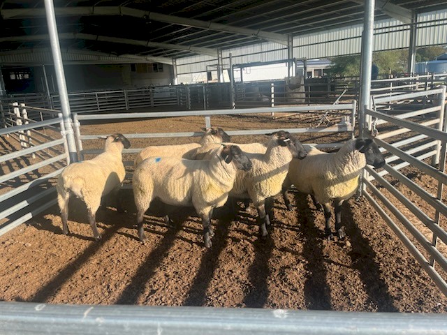 Suffolk ewe lambs 