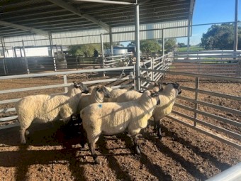 Suffolk ewe lambs 