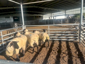 Suffolk ewe lambs 