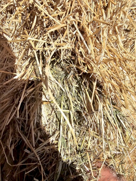 120mt Lucerne Hay 590-600kg 8x4x3 Bales