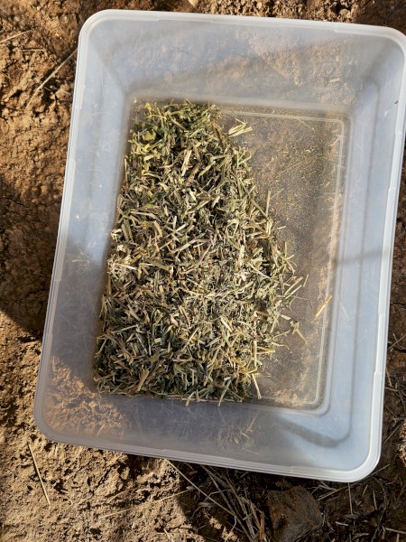 Lucerne Hay