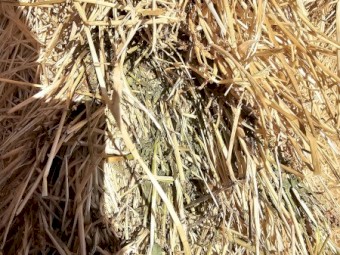 Lucerne Hay