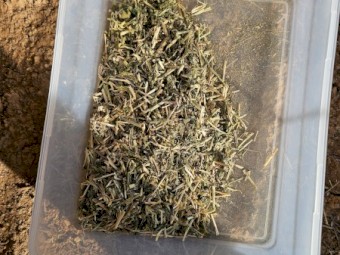 Lucerne Hay
