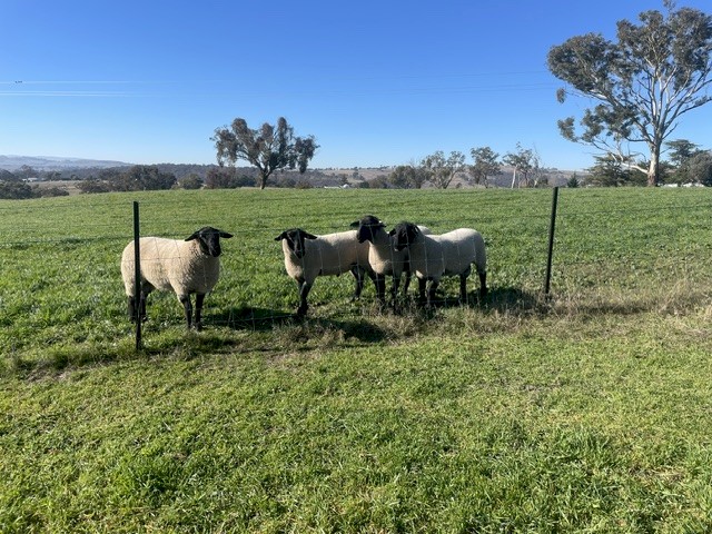 Suffolk rams
