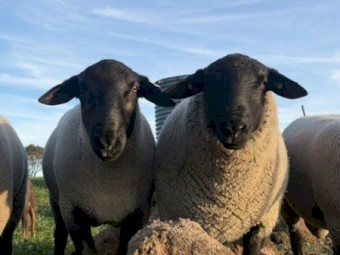 Suffolk rams