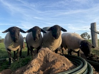 Suffolk rams