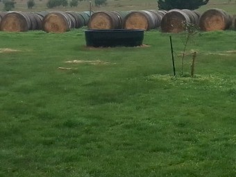 150 x Rye Hay 5x4 Rolls (Suit Heifer/Dry Cow)