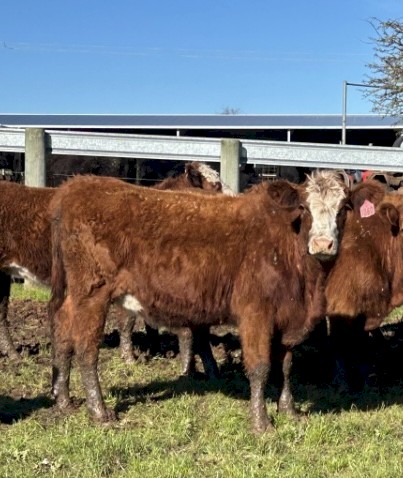 20 PTIC two and three year heifers and cows.