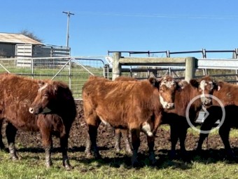 20 PTIC two and three year heifers and cows.