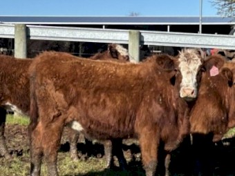 20 PTIC two and three year heifers and cows.