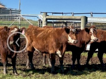 20 PTIC two and three year heifers and cows.