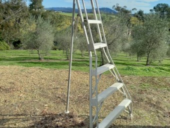 Allweld orchard ladder