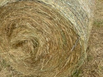 80 x Pasture Hay 4' x 3' Round Bales