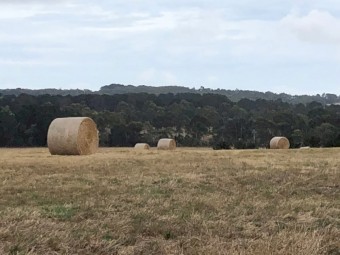 80 x Pasture Hay 4' x 3' Round Bales