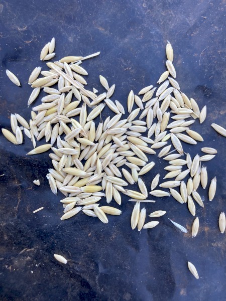 Feed oat 110t