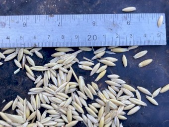 Feed oat 110t