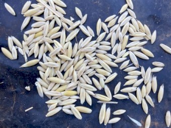 Feed oat 110t
