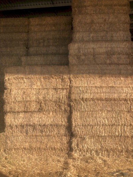 250mt Vetch Hay 8x4x3 Bales