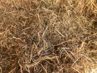 250mt Vetch Hay 8x4x3 Bales
