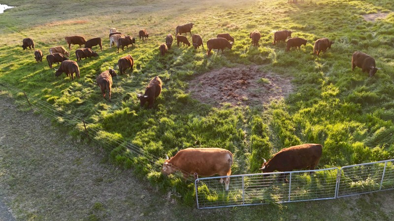Full Blood Wagyu cattle