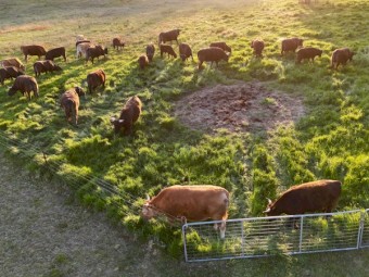 Full Blood Wagyu cattle