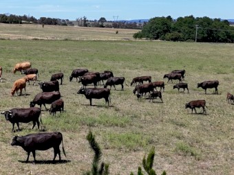 Full Blood Wagyu cattle