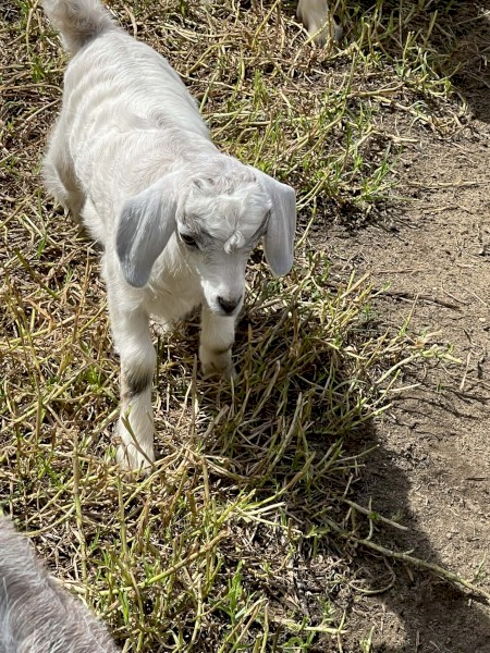 Rangeland Goats