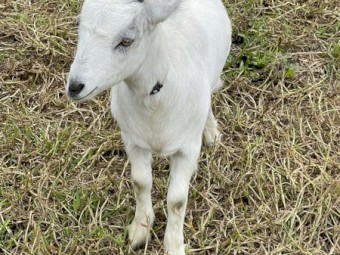 Rangeland Goats