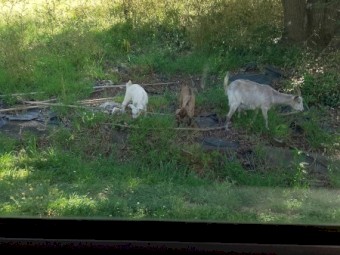 Family five goats