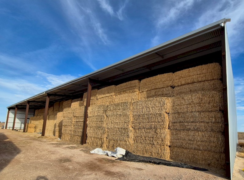 Barley Hay 2025 - A2 Quality