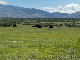     Motivated Young Farmer Looking for Lease Country