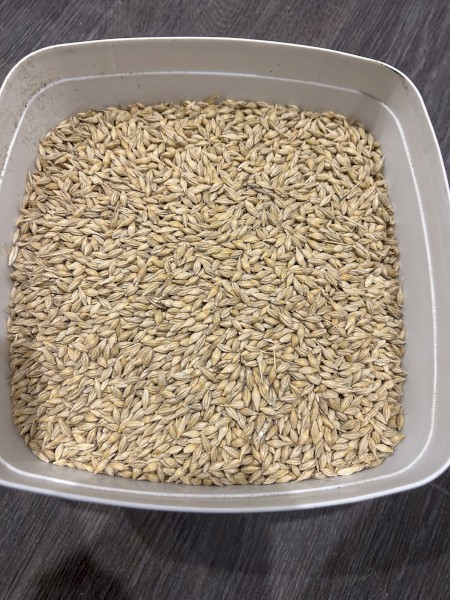 200 tn feed barley