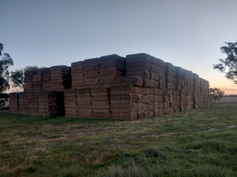 1000mt Barley Straw 480-550kg 8x4x3 Bales