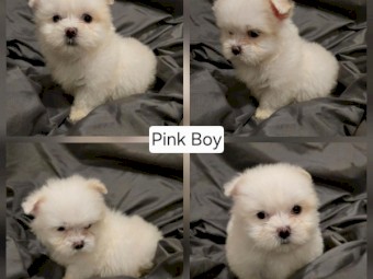 Six Beautiful Toy Maltese x Shih Tzu Puppies Looking for Their Forever Homes 