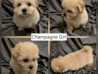 Three Beautiful Maltese x Shih Tzu Puppies Looking for Their Forever Homes 