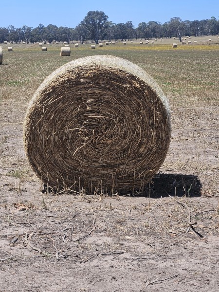 Oaten hay 5x4 rounds