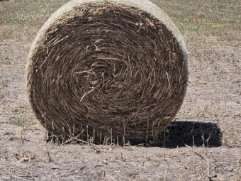 Oaten hay 5x4 rounds