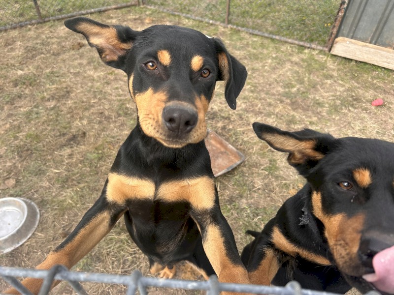 Male Kelpie Pup
