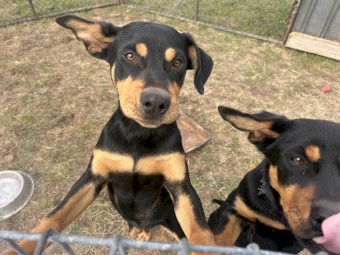 Male Kelpie Pup