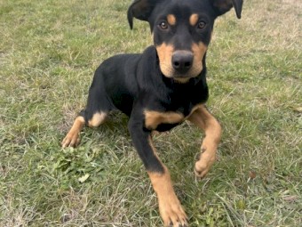 Male Kelpie Pup