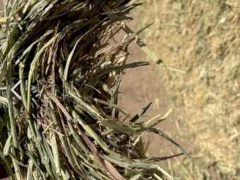 75MT Oaten Hay 8x4x3 Bales