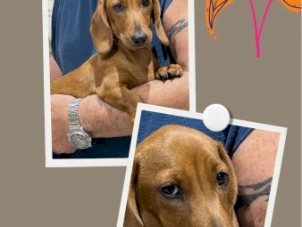Mini Dachshund