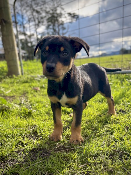 Stud Kelpie Male For Sale