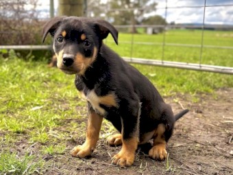 Stud Kelpie Male For Sale