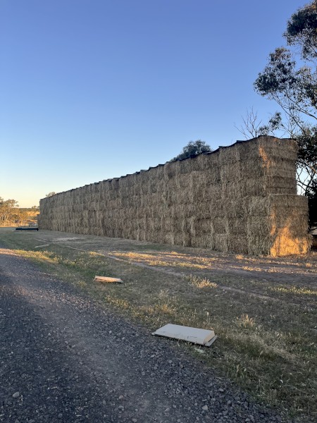 Wheat hay 