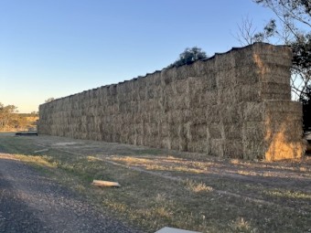 Wheat hay 