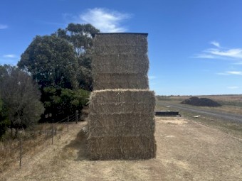Wheat hay 