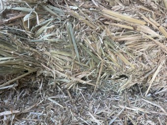 Wheaten hay