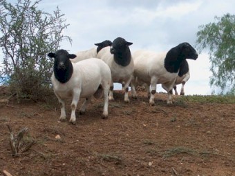 Dorper Sheep Available – Rams, Ewes & Lambs