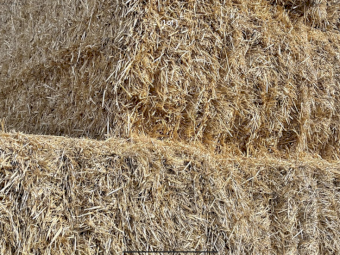 50mt Barley Straw 8x4x3 Bales